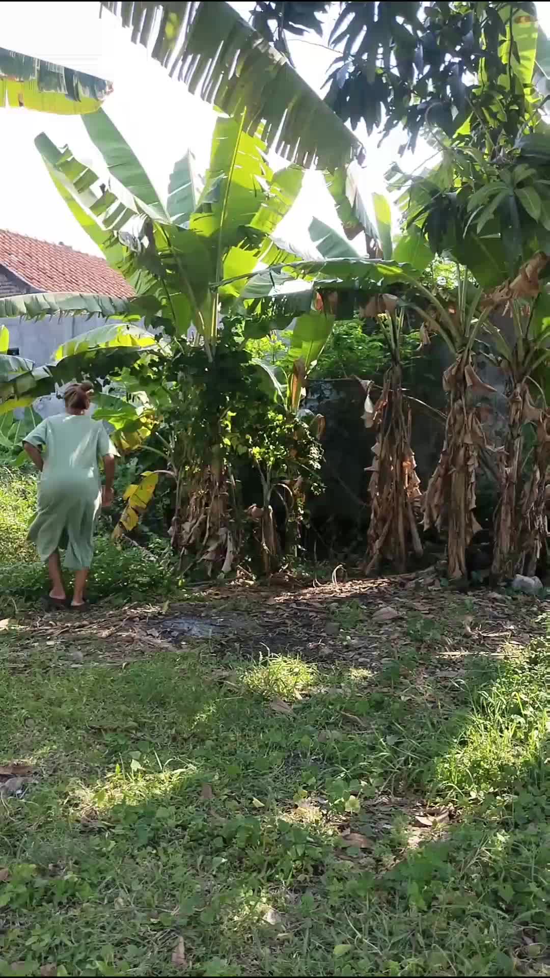metik daun singkong dulu kita