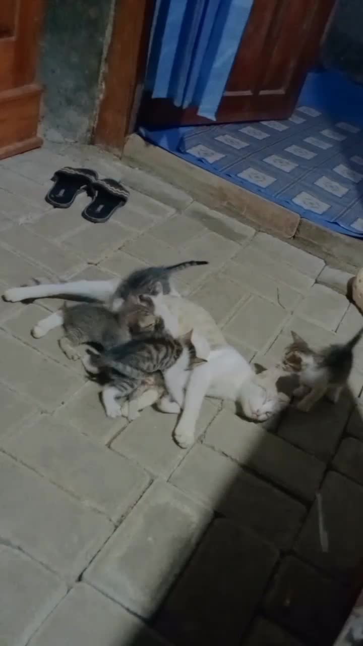 Banyak anak banyak rejeki ya mpus🥰 #kucinglucu #duniakucing 