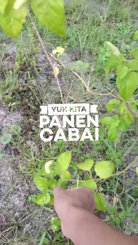 Panen cabai 