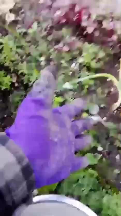 Sarung tangan berkebun #recomendasiprodukbagus #kebunshaka #berkebun #sarungtangan  