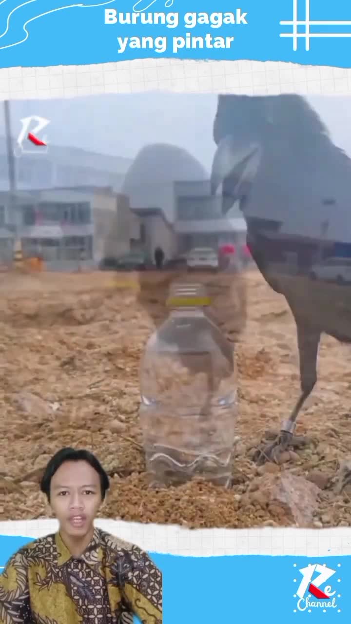 Burung gagak memasukan batu kedalam botol demi bisa minum #viral_video
#shorts
#RCTIPlus 
#RCTIoke 
#HOTrctiplus 
#fypシ゚viral 
#1TRENDING
#s