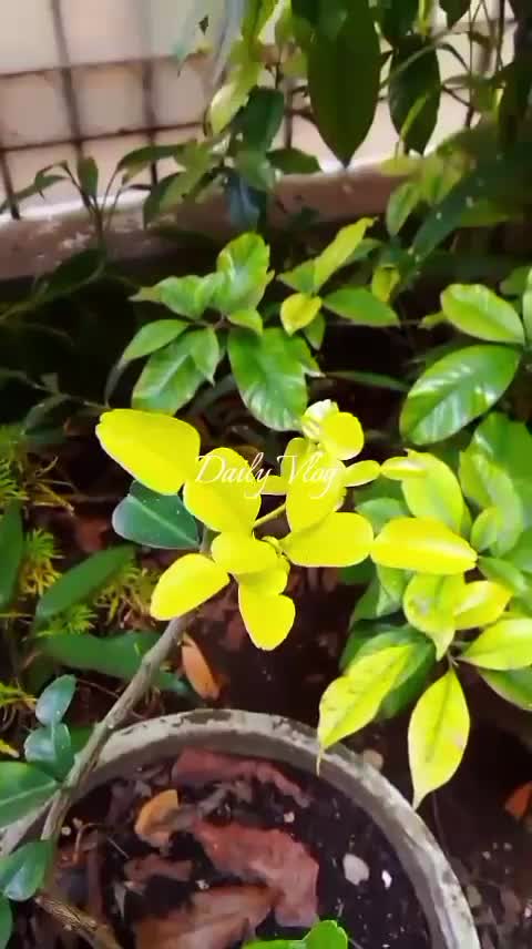 Kebun shaka hari ini  #kebunshaka