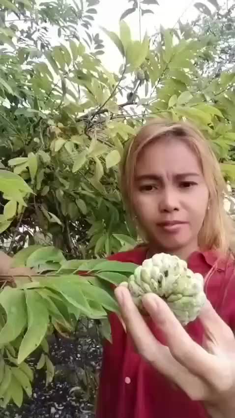 metik buah banyak biji. 