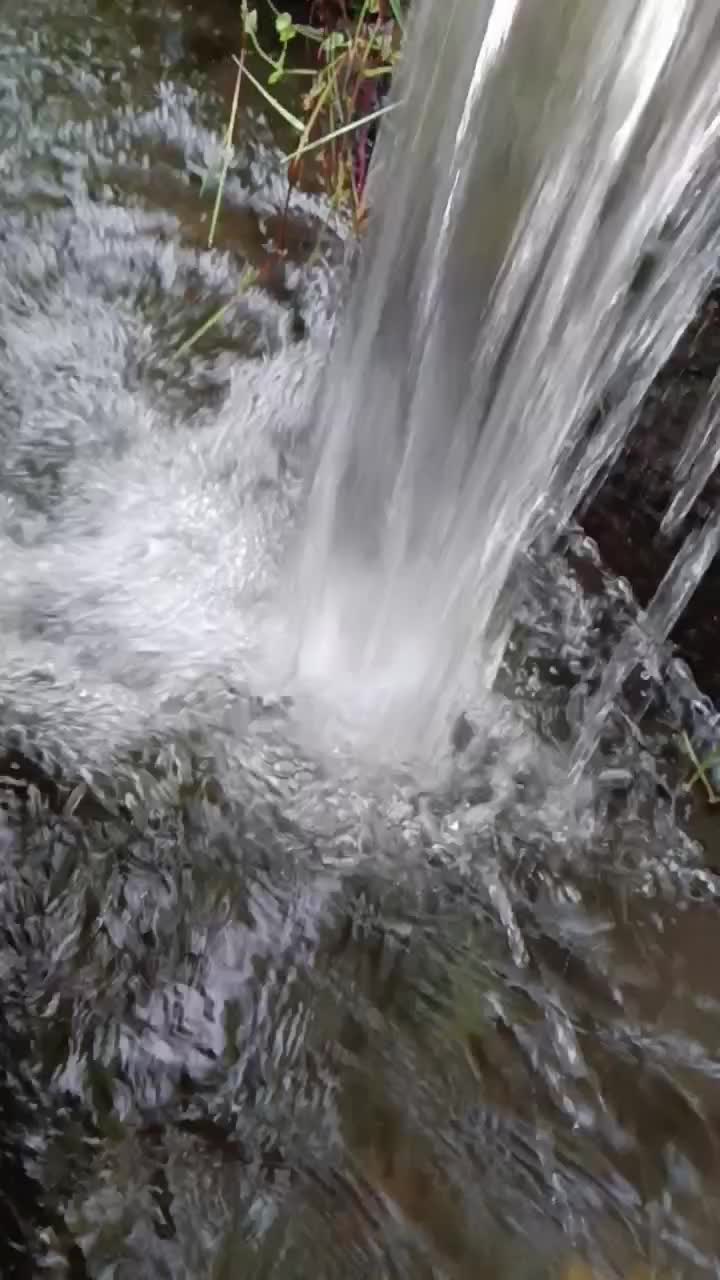 walaupun air sawah tapi jernih sekali  #short  #fyp 
