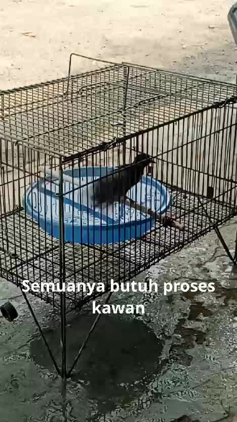 pecinta burung kicau  #RCTIPlus  #HOTrctiplus  #rcti  #pecintaburungkicau  #kicaumania 