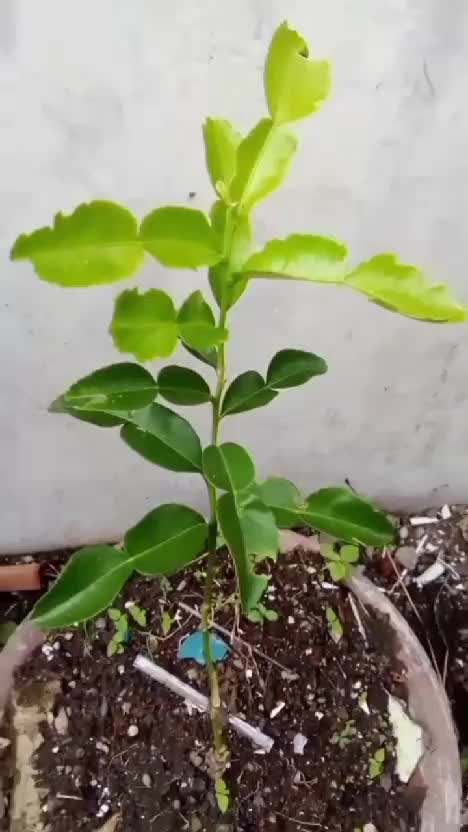 Pupuk Organik Cair dari Yieldmore ini bikin kebunku subuh padahal harganya eķonomis #bestgardeningproducts #rekomendasipupuktanamanyangterba