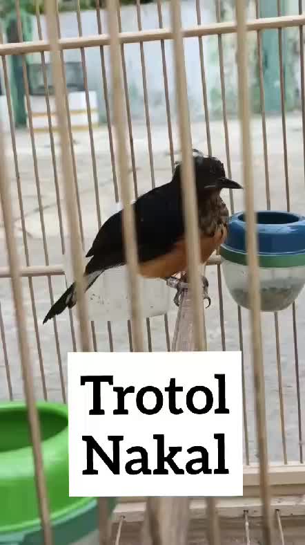 trotol nakal!! 
 #RCTIPlus  #HOTrctiplus  #RCTIoke  #icrcti 
 #pecintaburungkicau #burungkicau  #burungmania