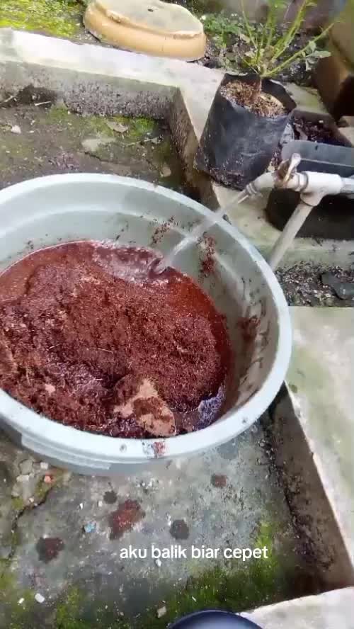 Cocopeat 1kg dapet segimana  #cocopeat  #kebunshaka 