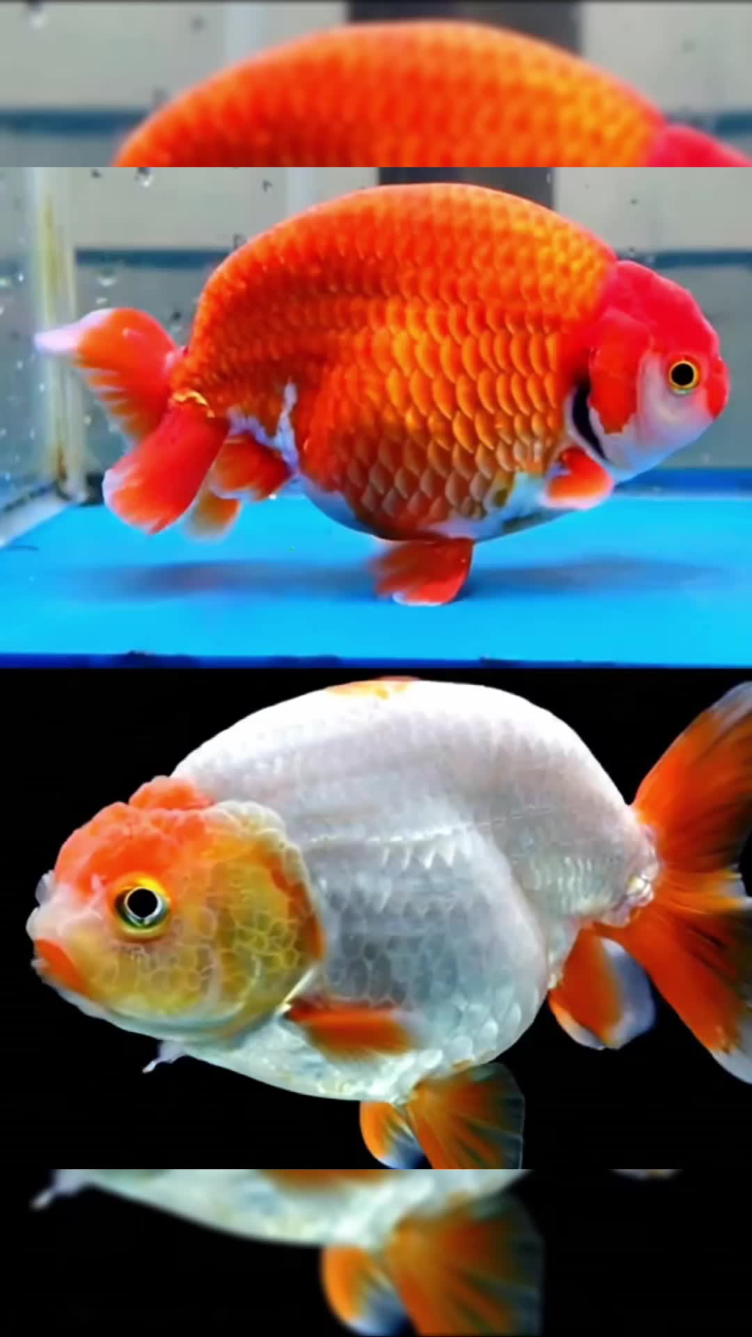 "Ikan Koki Nggak Cuma Lucu, Tapi Punya Kemampuan Mengejutkan!"