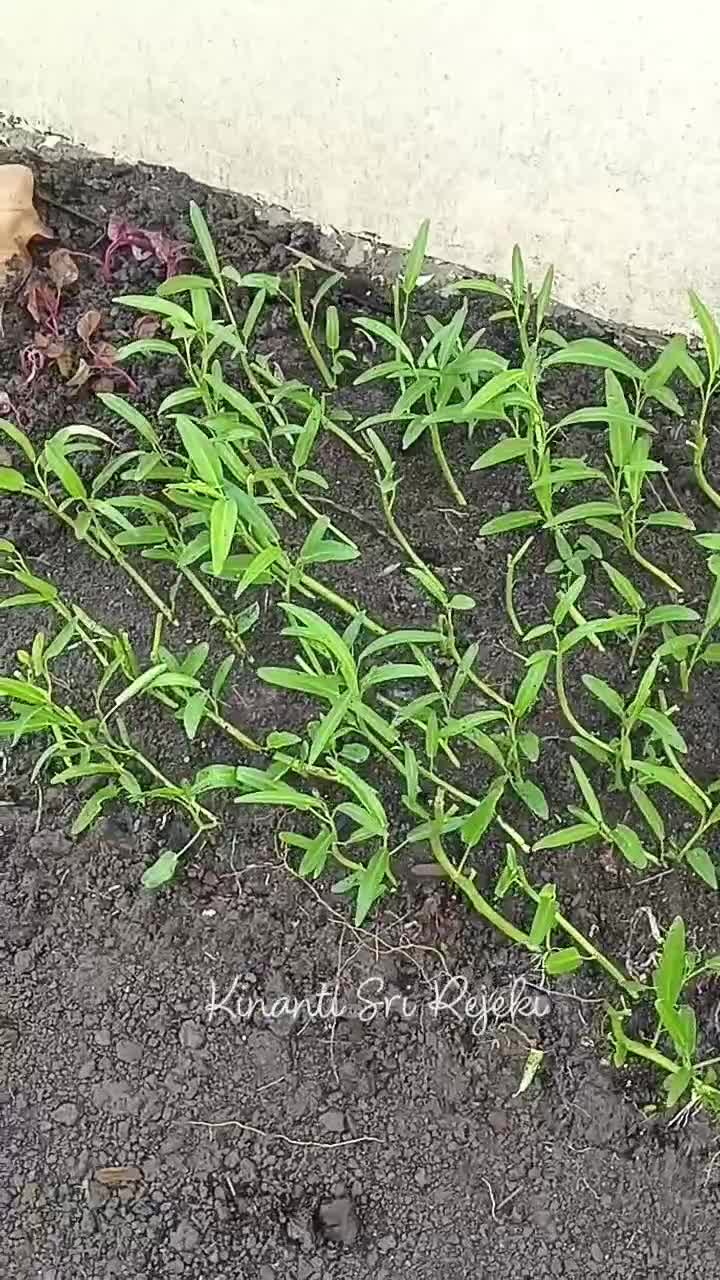 Tanam menanam bayam lagii di kebun samping rumah
#HOTrctiplus #RCTIPlus #shortplus #shorts #Berkebun #berkebundirumah #gardening  #bayammera