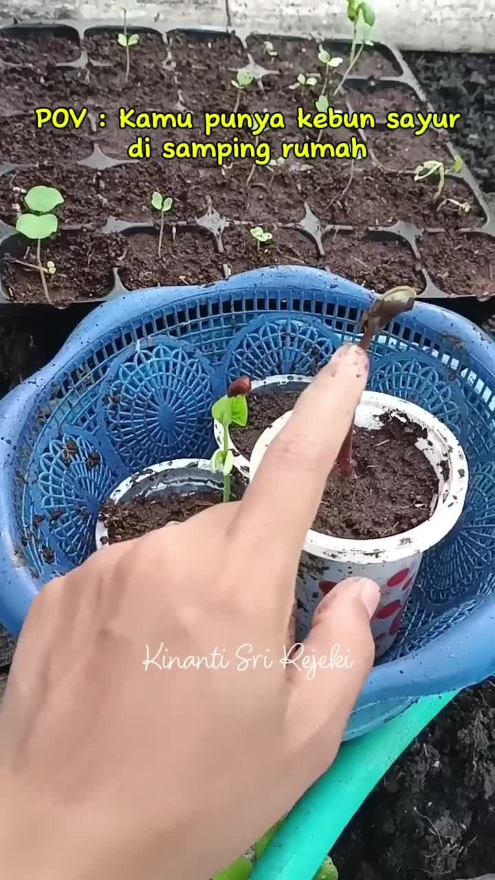 Menanam banyak sayur di kebun samping rumah
#HOTrctiplus #RCTIPlus #shortplus #shorts #Berkebun #berkebundirumah #gardening 