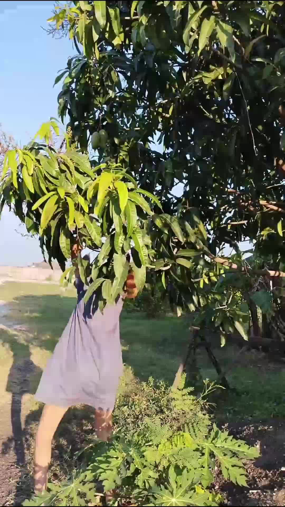 drama metik mangga tetangga tanpa ijin. 
