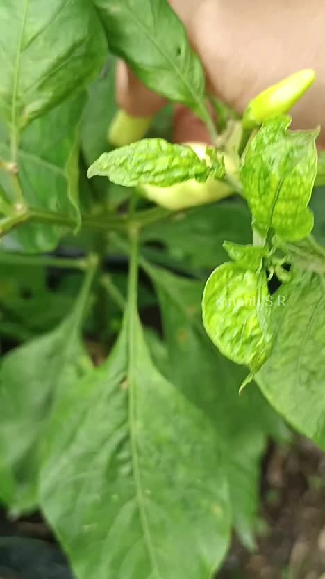 Petik cabe di kebun samping rumah. meski hasilnya belum maksimal, tetap harus disyukuri. sudah mengurangi pengeluaran dapur #Berkebun #garde