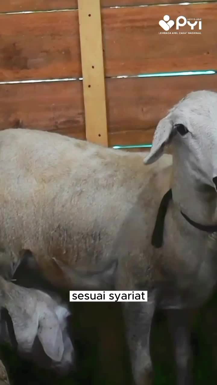 @pantiyatimindonesia 

 #fyp  #fypシ  #fypシ゚viral  #kurban  #RCTIPlus  #HOTrctiplus 