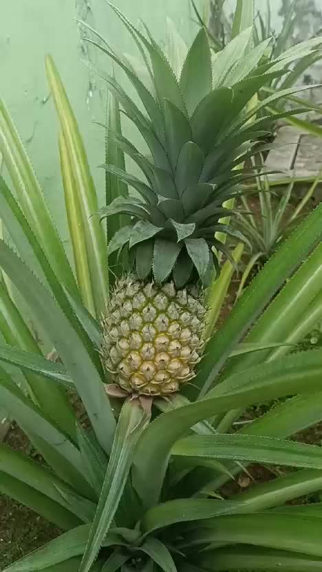 buah nanas