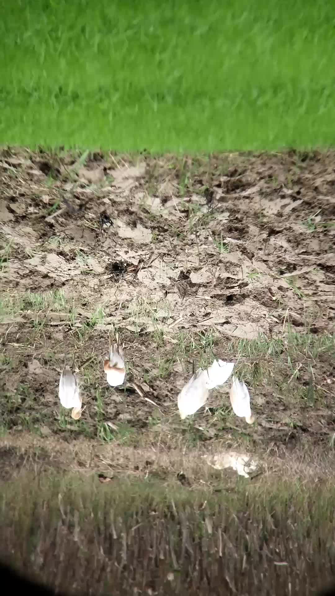 BAKAL MENYESAL JIKA TIDAK MELIHAT VIDEO INI SAMPAI AKHIR, HEWAN INI AKAN MELAKUKAN HAL DILUAR NALAR 🧐 
 #burungkicau  #burungkicau  #perangk