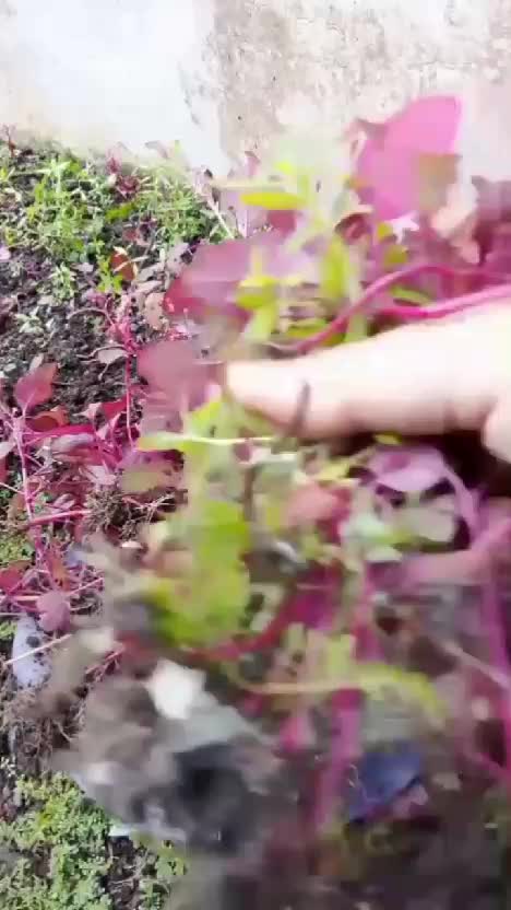 Hari ini kebun shaka panen bayam merah  #bayammerah  #panen  #kebunshaka