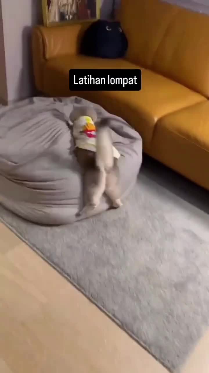 Atlet
#Fyp #kucing #kucingindonesia #videoviral #videolucu #videongakak #ngakak #lucu #like #dagelan #HOT