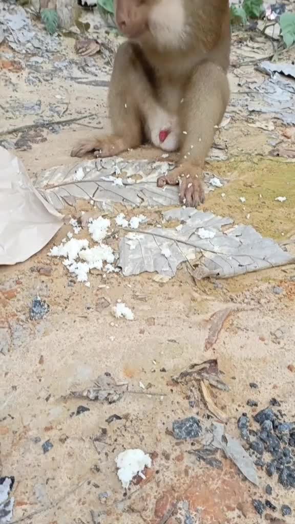 kasian dia makan pakai kaki