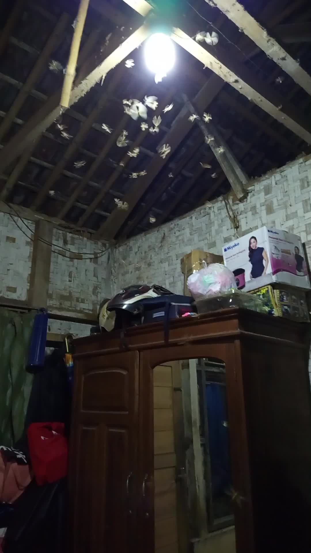 silaturahmi hewan terbang dij malam hari