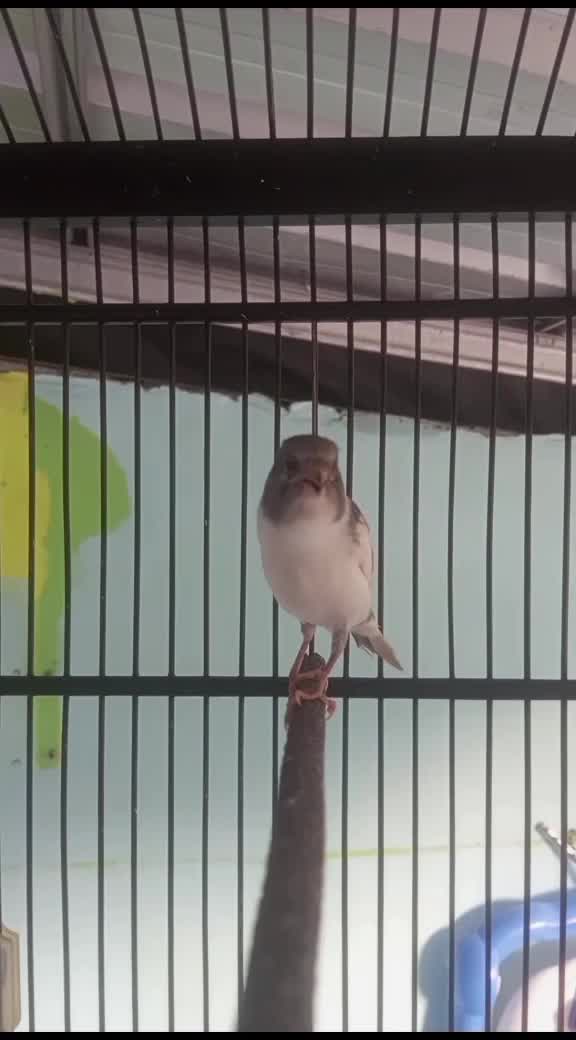 panda gacor  #burungkicau  #Kicauan burung bernyanyi  #pecintaburungkicau  #kicaumania 