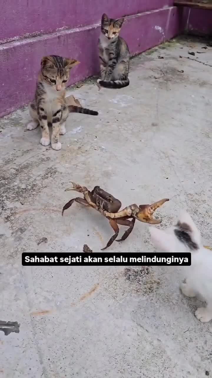 Kucingpun tahu temannya dalam bahaya
#Fyp #kucing #kucingindonesia #videoviral #videolucu #videongakak #ngakak #lucu #like #dagelan #HOT