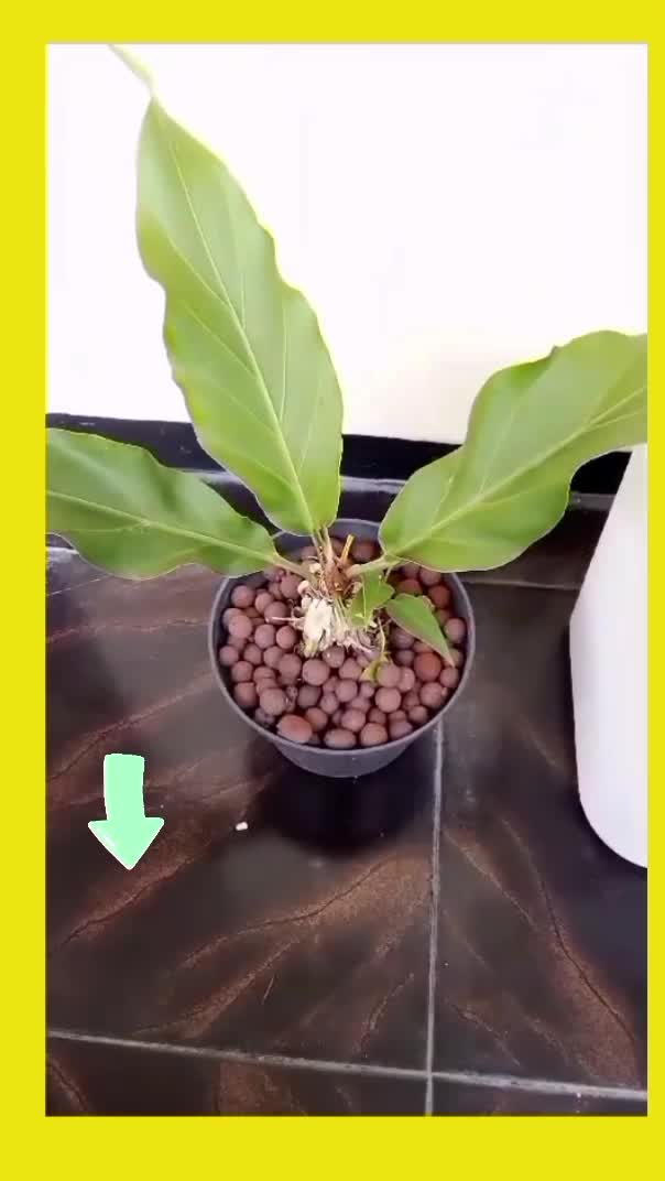 Hidroton untuk tanaman hias #hidrotone #kebunshaka 