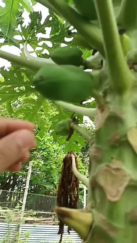 Pepaya california organik di kebun belakang rumah #Berkebun #berkebundirumah #fyp #shortplus #short #RCTIPlus #PepayaCalofornia #buahorganik