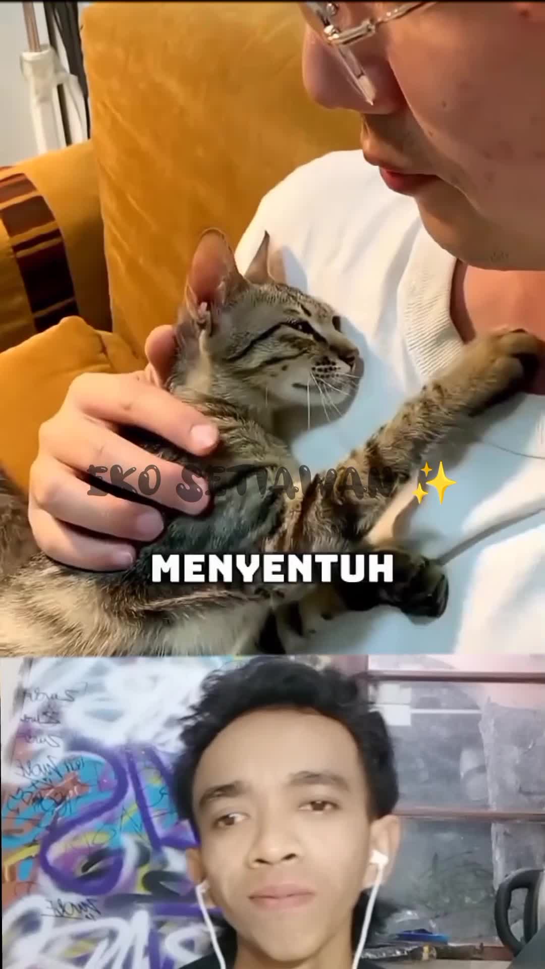 kucing pemalu ini ingin di sayangi?