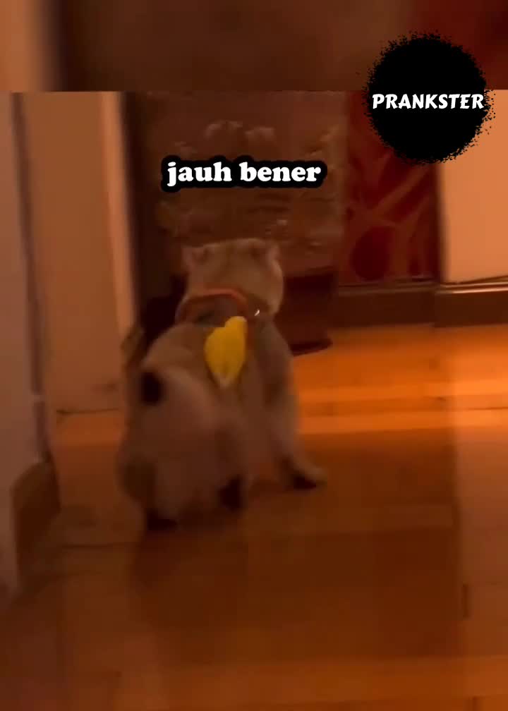 #411 Wkwk
#videolucu #prank 