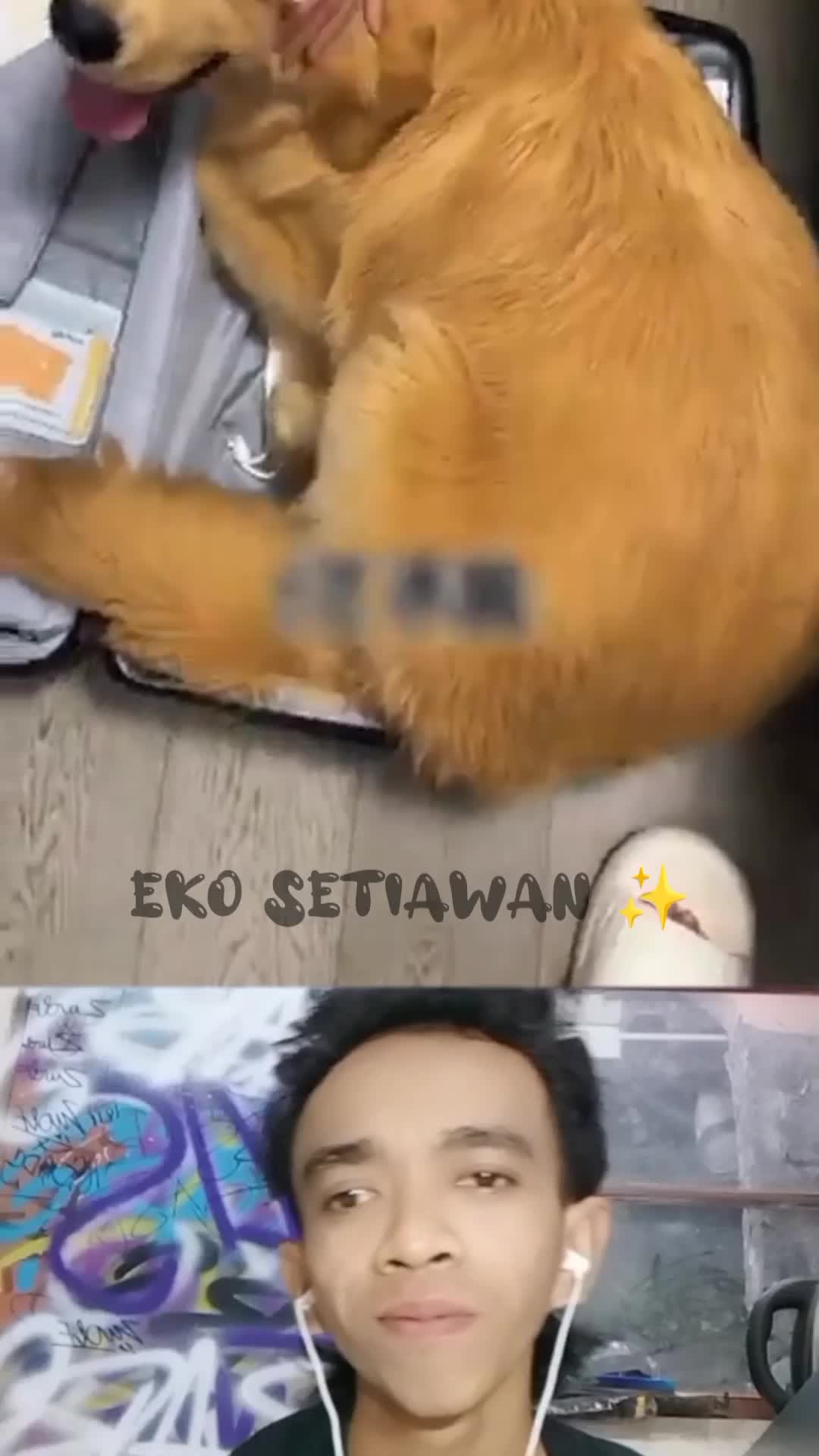 karna takut di tinggal pergi anjing ini masuk ke koper majikannya ?