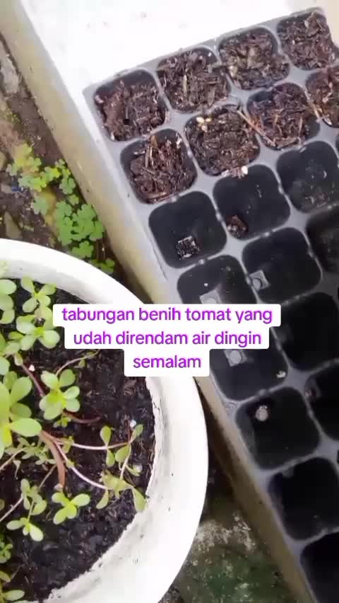 menyamai tomat di tray semai  #traysemai  #Berkebun  #kebunshaka  #menanamtomat 