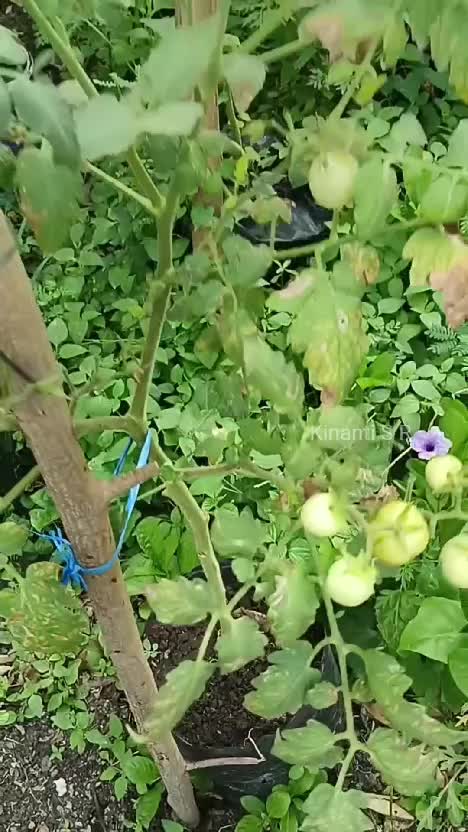 Hasil panen kebun pagi ini, petik labu air, tomat, dan terong ungu #berkebun #suasanapedesaan #hidupdidesa #hobiberkebun #menanamdipolybag 
