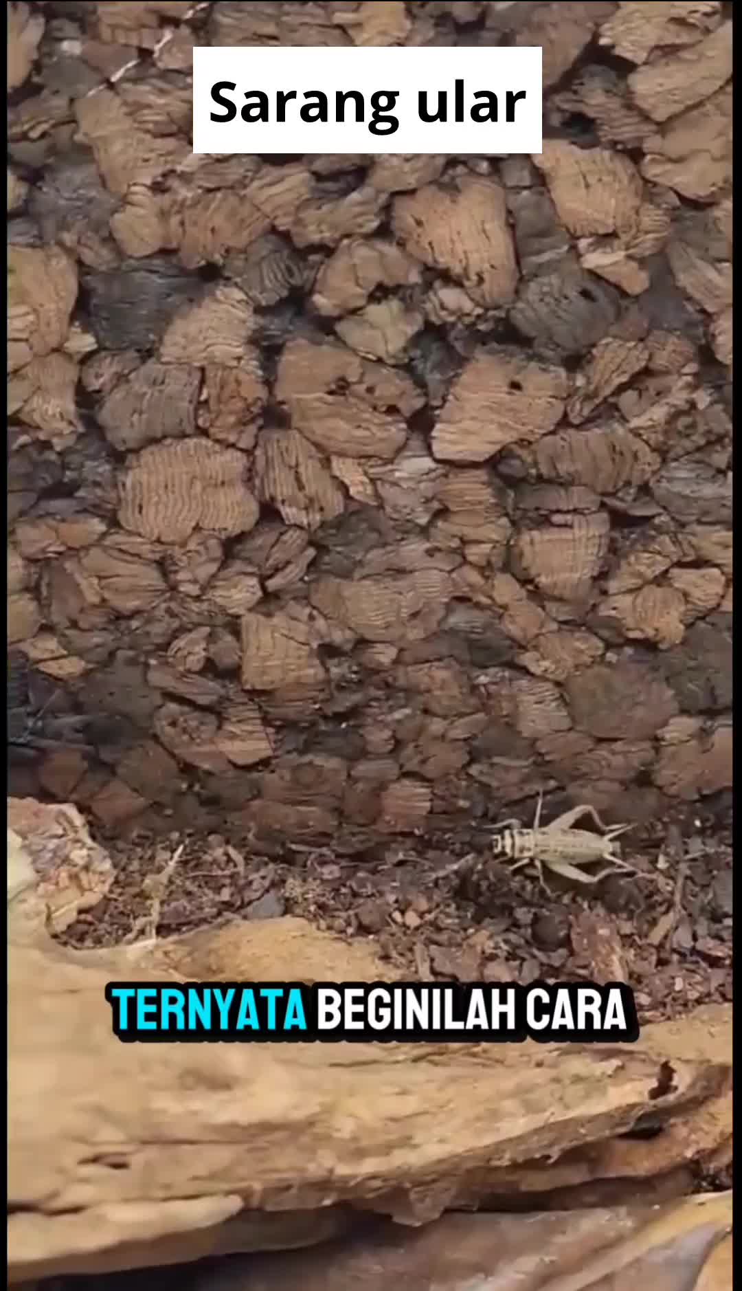 ternyata #HOTrctiplus #reaction 