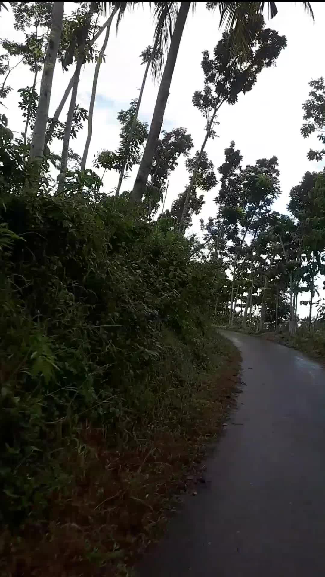 ajbb