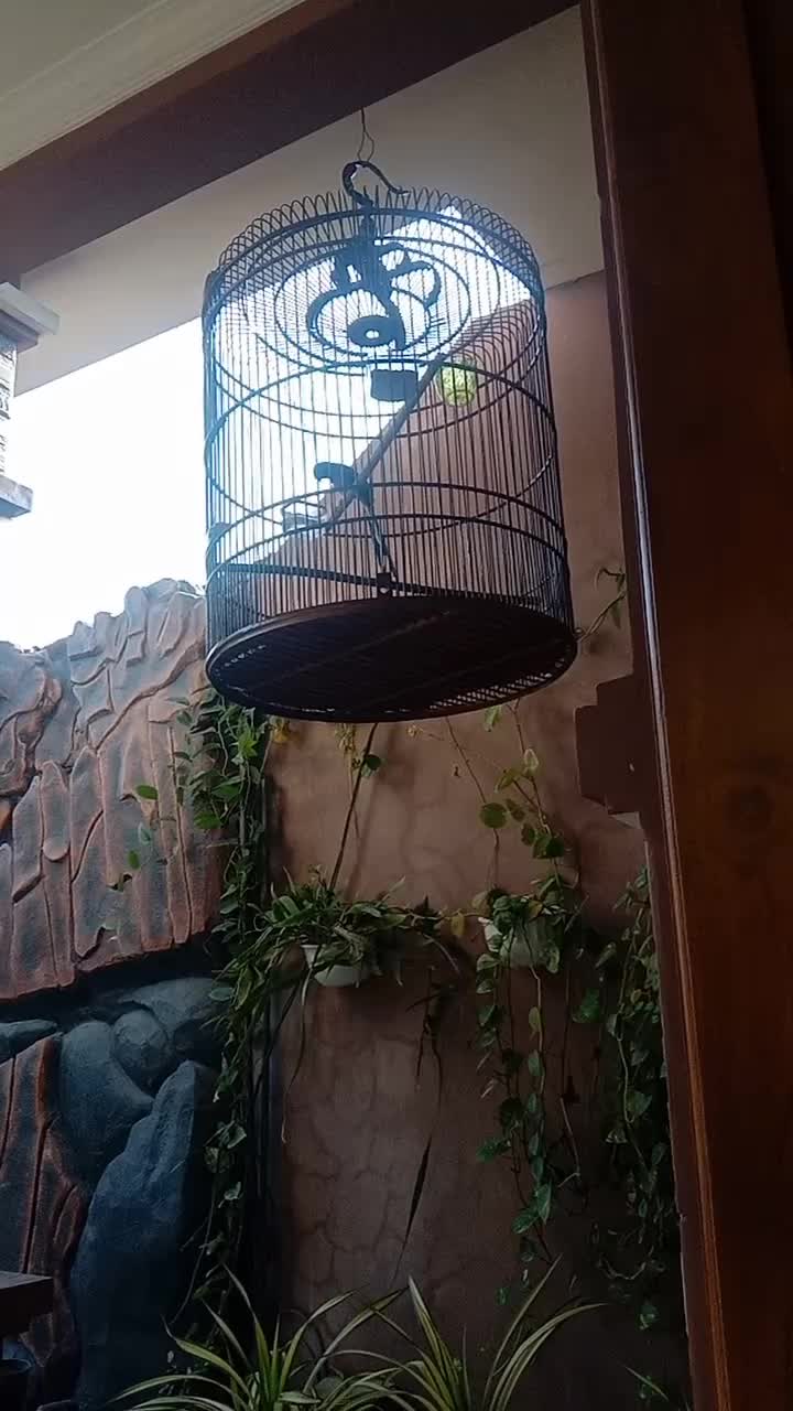 #burung murai
