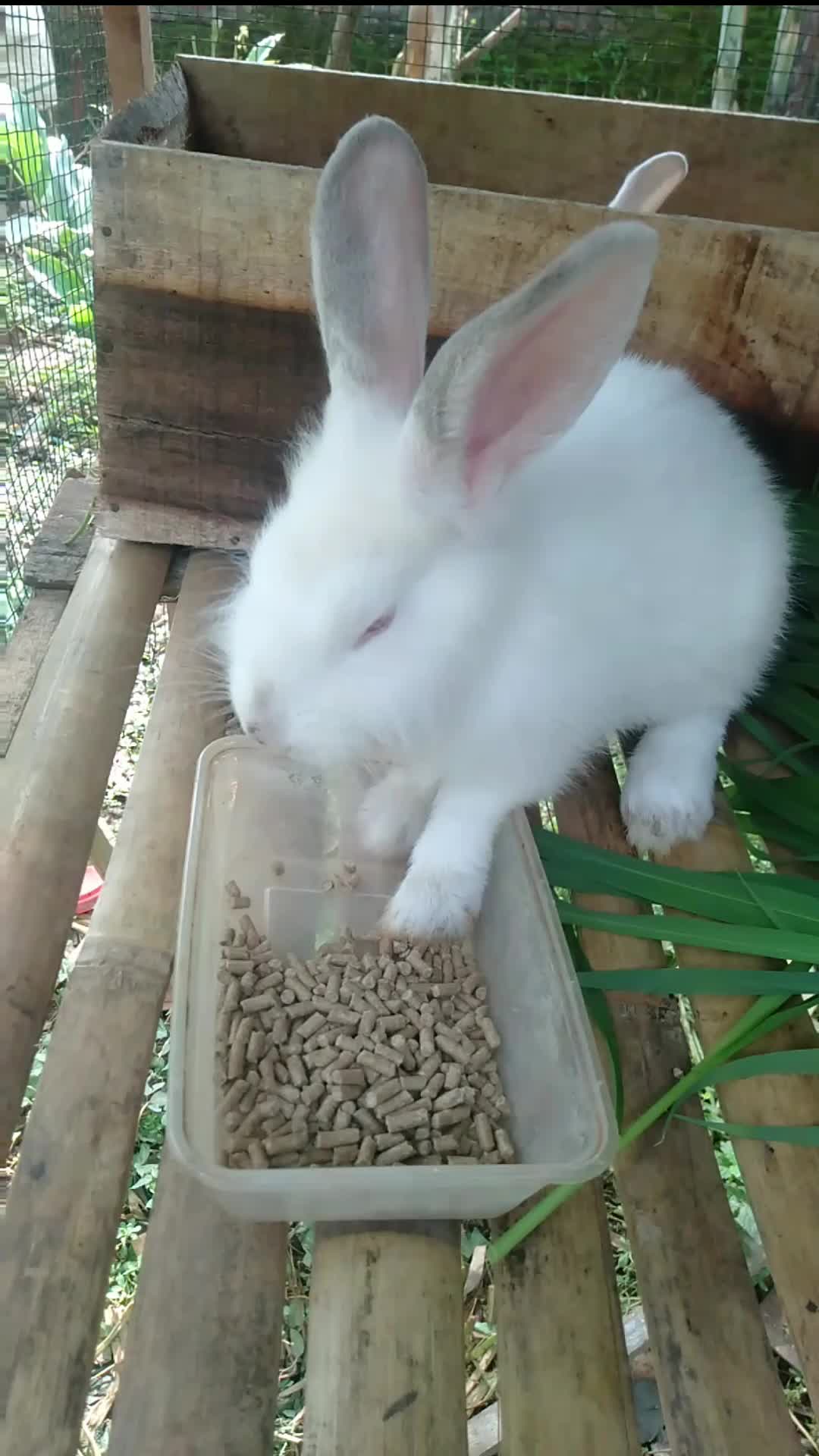 sarapan pelet  #kelinci  #dailyvlog  #minivloh 