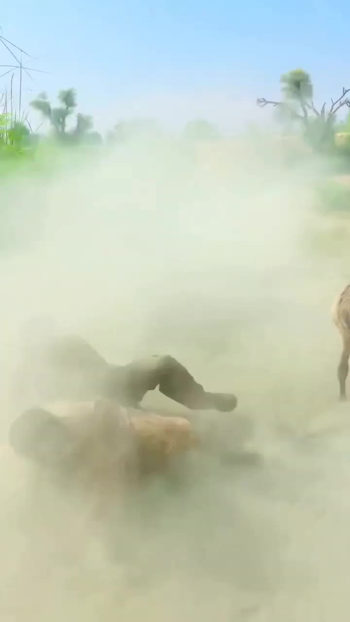 ko hilang #videolucu  #lucu  #funny 