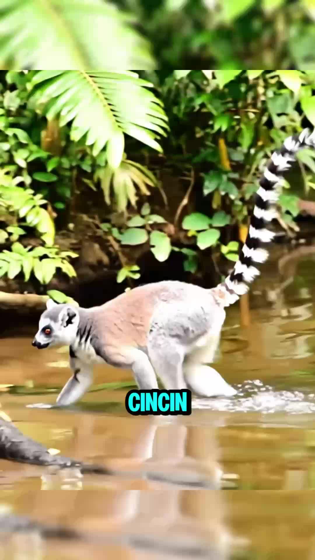 Hewan Menggemaskan Ini Cuma Ada di Satu Tempat di Dunia