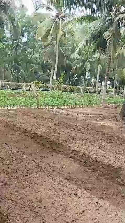 Ladang Pertanian Sebelum Ditanami #ularsawah  #Saat ini pemerintah Sawahlunto sedang mendorong pariwisata dan mencanangkan Sawahlunto menjad