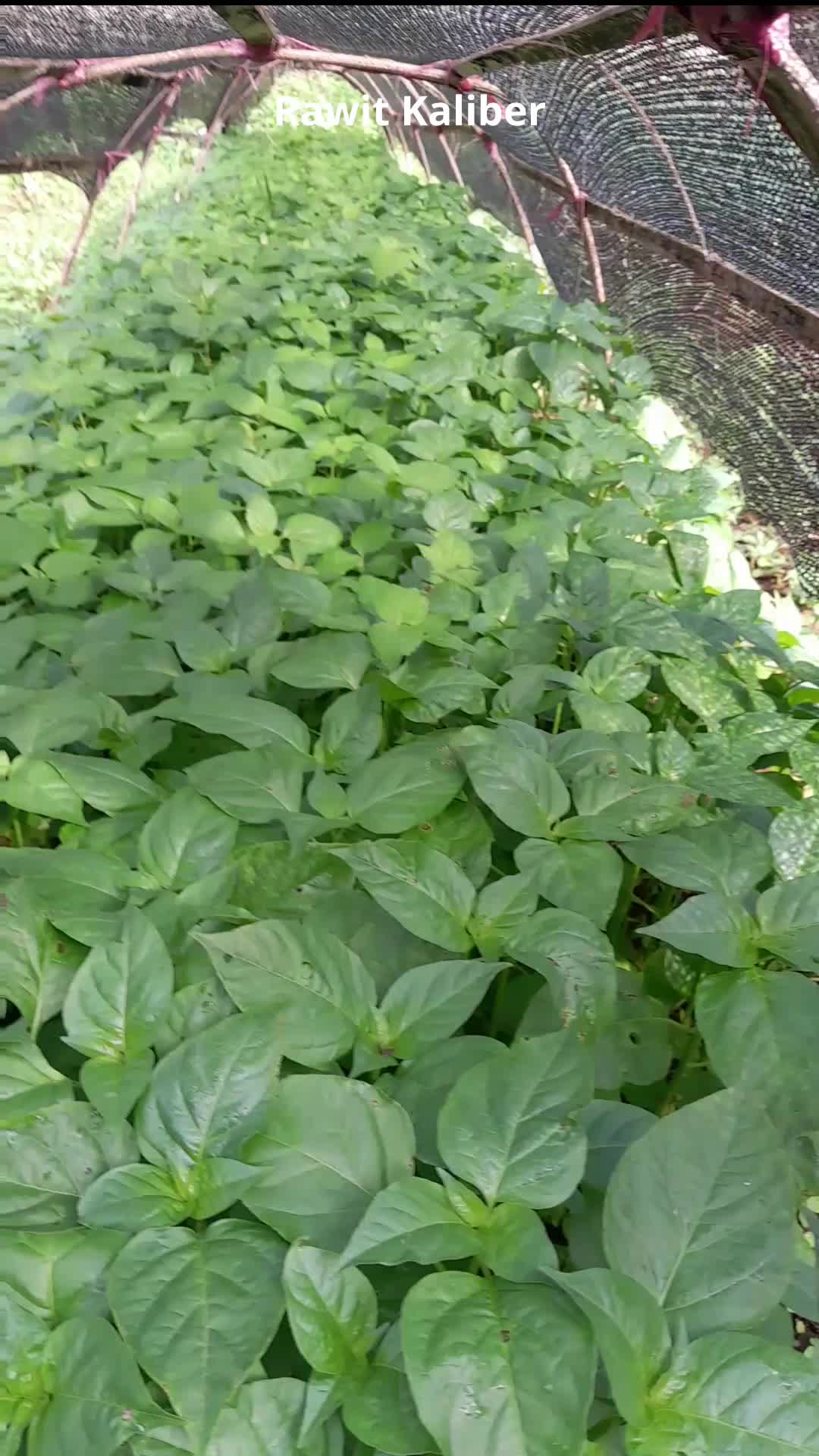 Rawit Merah KALIBER
Populasi 12.000