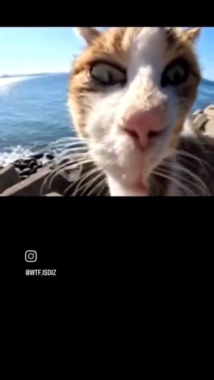 wkwk kocheng  #videolucu 