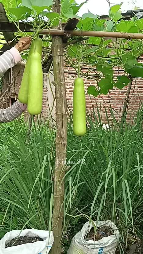 Panen labu air jumbo
part paling menyenangkan dr berkebun adalah PANEN
🥰
#berkebun #berkebundirumah #labuair #short #shortplus 
