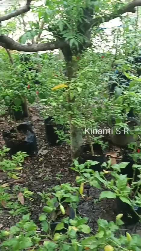 Petik cabe di polibek, terong sudah berbuah, dan suasana pagi di pedesaan. #berkebun #beternak #hidupdidesa #suasanapedesaan 