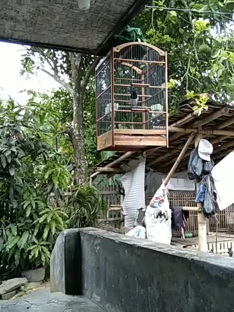 mulai bunyi lagi  #short  #HOTrctiplus  #RCTIPlus 