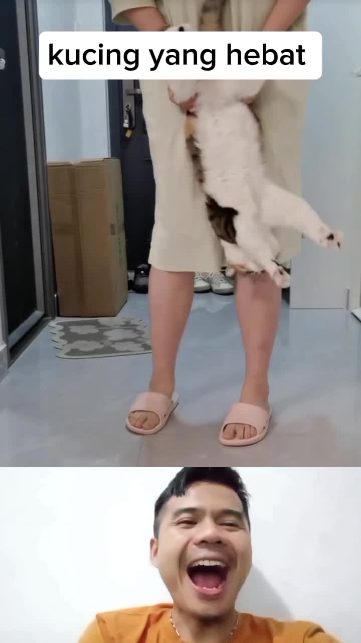 kucing yang hebat #Viral #fypシ゚viral 