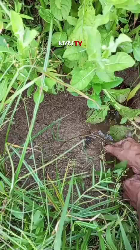 mancing belut !! di rumput rimbun , bersarang belut yang lapar