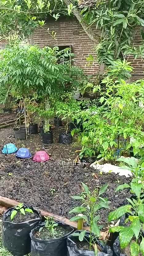 Panen sayuran organik di kebunku
Manfaat berkebun :
🌿 mengurangi stress
🌿 olahraga fisik ringan
🌿 sayuran organik baik untuk kesehatan organ