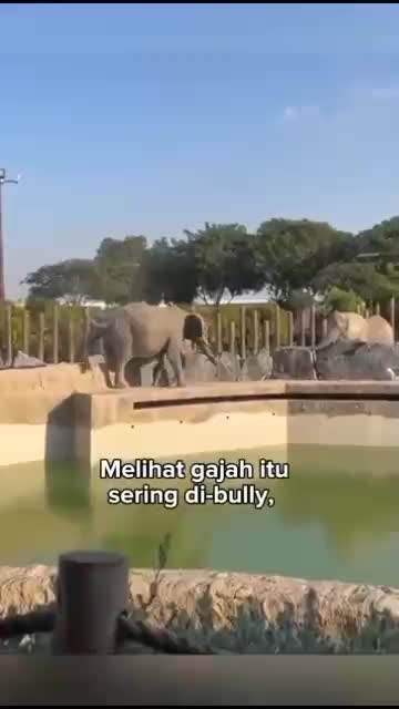 Gajah yg punya nasib malang, tapi punya keahlian dalam melukis hingga gajah tersebut viral 


#fyp #short #rigelagency #OriginalSong #HOTrct