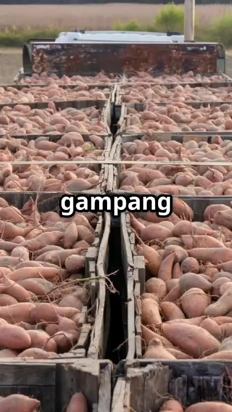Temukan 5 sayuran yang bisa tumbuh subur di padang gurun! Dalam video ini, kami akan menjelaskan berbagai jenis sayuran yang tidak hanya tah